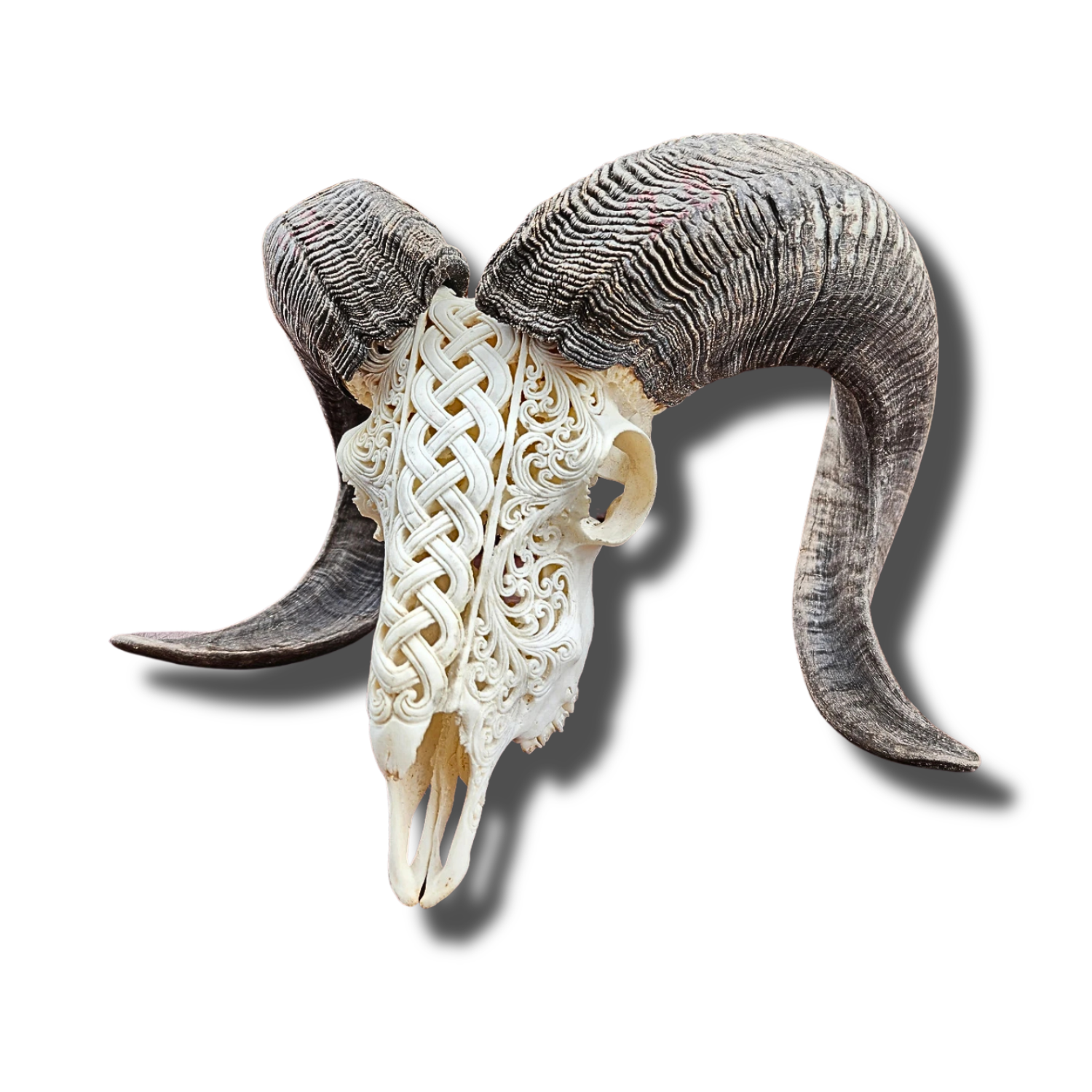 RAM Skull White Celtic Carved