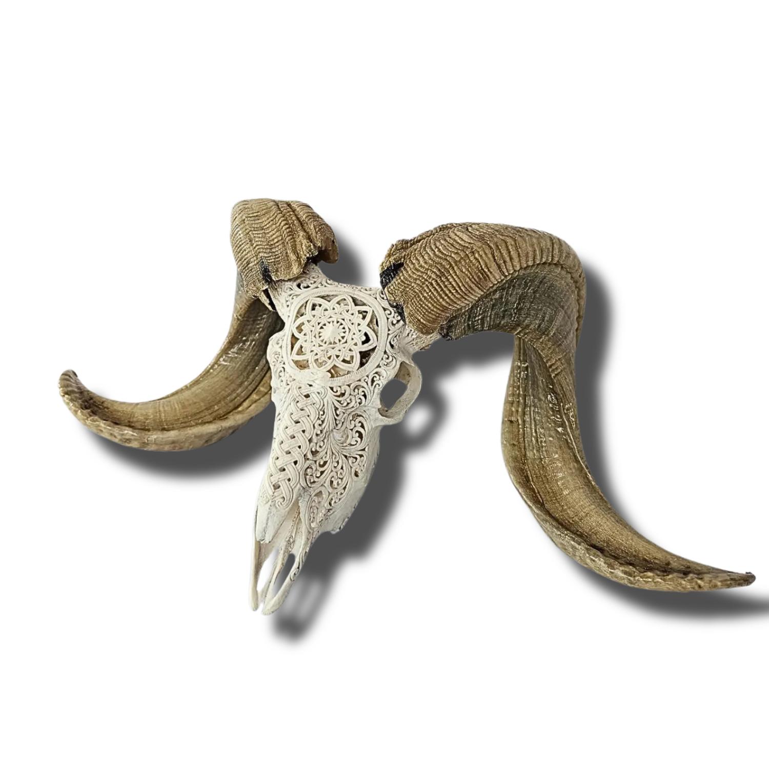 RAM Skull White Celtic Snake Carved