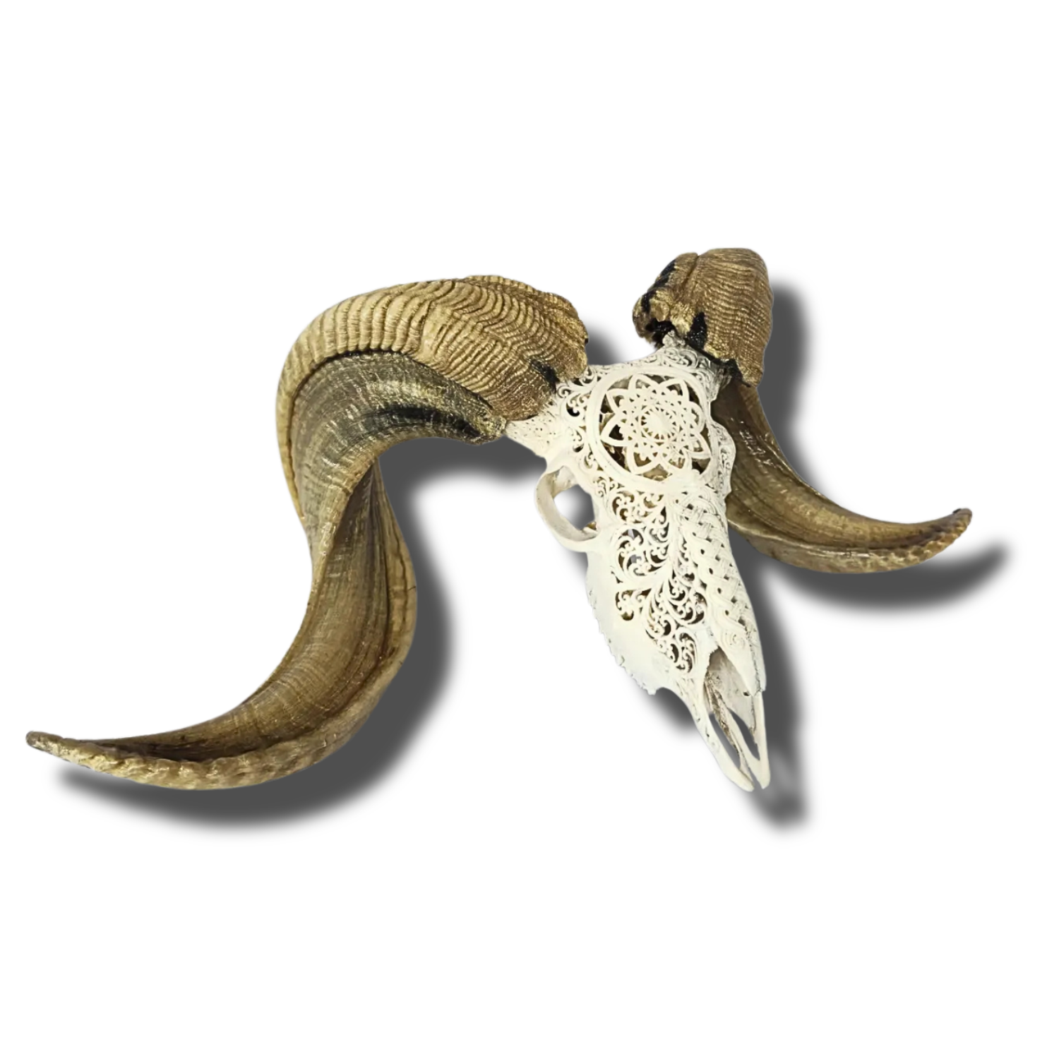 RAM Skull White Celtic Snake Carved