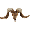 RAM Skull Lotus Carved